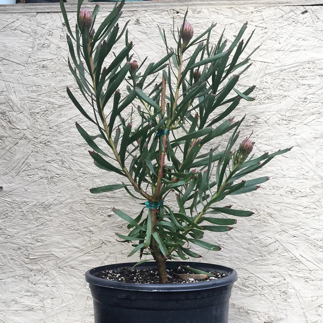 Leucospermum Tango