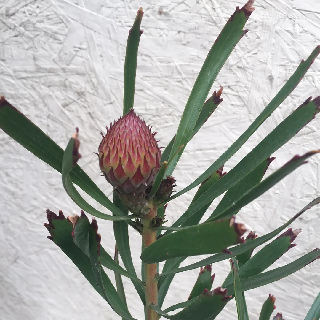 Leucospermum Tango