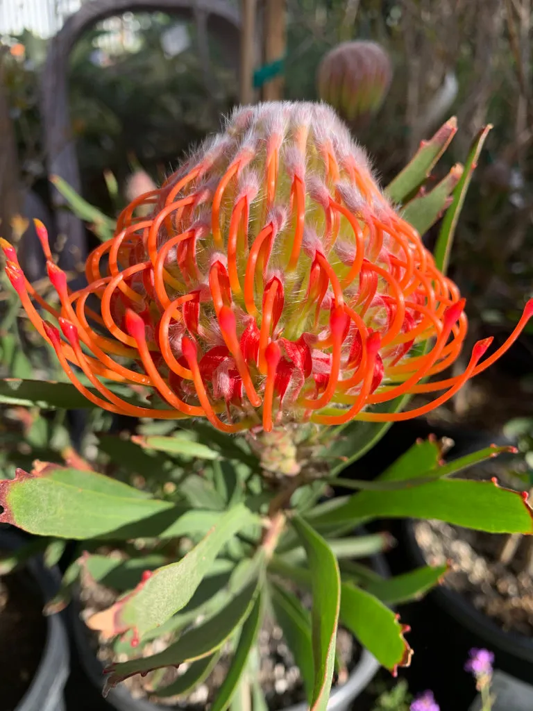 Leucospermum Tango